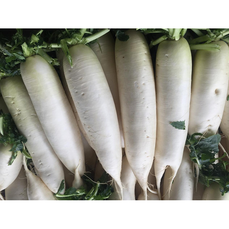 Prozkoumejte nutriční hodnotu New Crop Fresh Radish pro posílení imunity a potlačení růstu rakovinných buněk